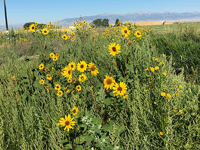 sunflowers3