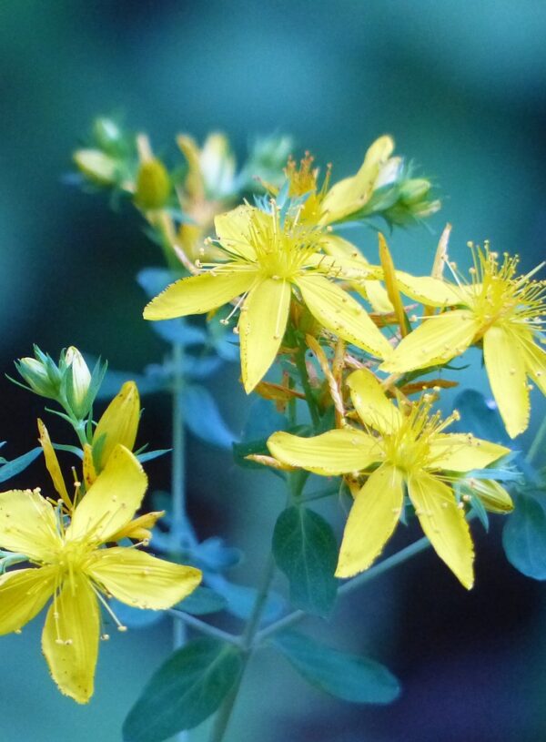 Seeing Flowers in the Weeds